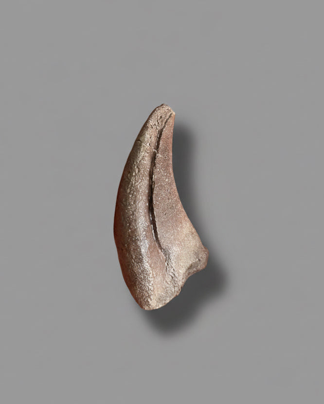 Sauropod Dinosaur Pedal Claw. Jurassic. Isalo III Formation, Madagascar