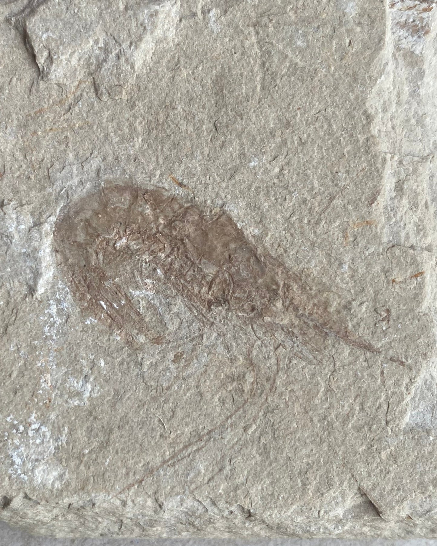 Well-Defined Carpopenaeus Shrimp on Matrix - Upper Cretaceous, Lebanon