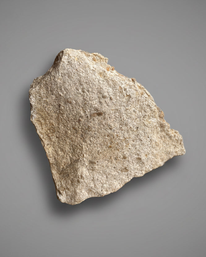 Detailed Echinoid On Matrix (Acrosalenia Hemicidaroides) - Jurassic Period, Neufchâteau, France