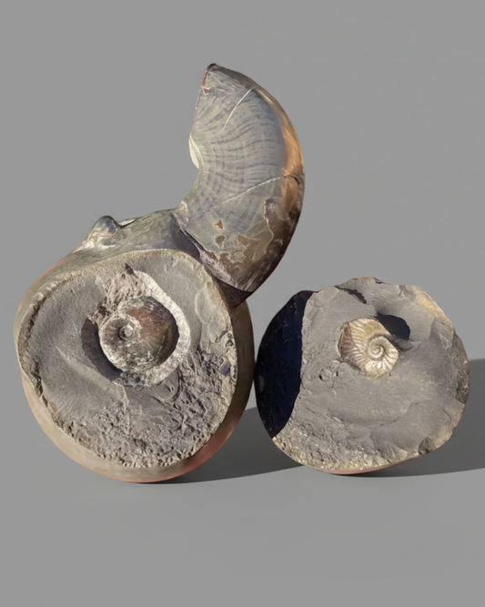 Rare Jurassic ‘Golden Egg’ Pyritised Ammonite Nodule - Encapsulated Eleganticeras + Large Protruding Ammonite Whorl (Split Pair)  - Lower Jurassic, Whitby, Yorkshire Coast, England