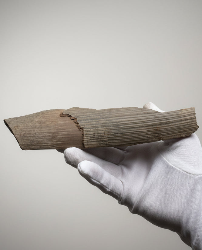 Woolly Mammoth Tusk Section With Unique Patterns, Pleistocene Epoch - Permafrost find - Tamiyr, Siberia, Russia
