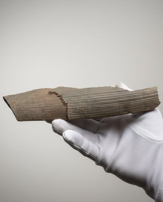 Woolly Mammoth Tusk Section With Unique Patterns, Pleistocene Epoch - Permafrost find - Tamiyr, Siberia, Russia