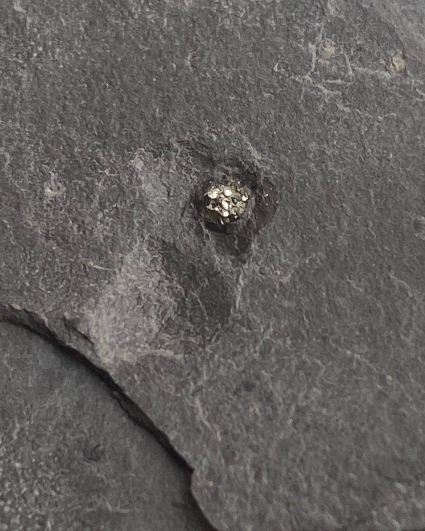 Jurassic Multi Bivalve Slab - Detailed Pseudomytiloides sp. - North Yorkshire Coast, England