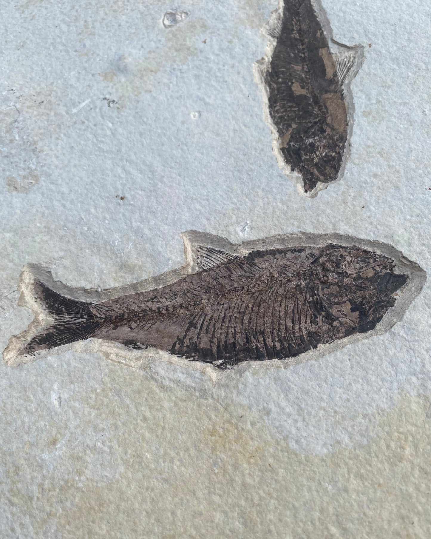 615mm Knightia Eoceana Mortality Slab - Eocene Epoch, Green River Formation, Wyoming, USA