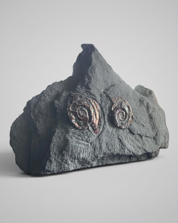 Multi Irridescent Psiloceras Planorbis Death Bed, Somerset Jurassic Coast, UK.