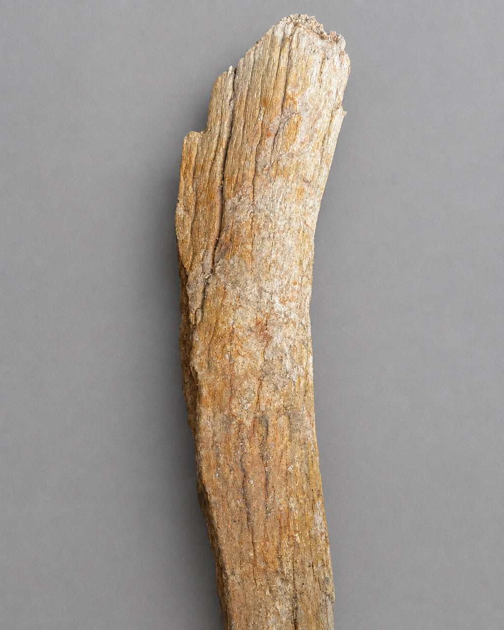 Woolly Mammoth Limb Bone (Humerus) Section - Excavated From Gravel Deposits, Berkshire, England - Late Pleistocene, c. 28,000 BC