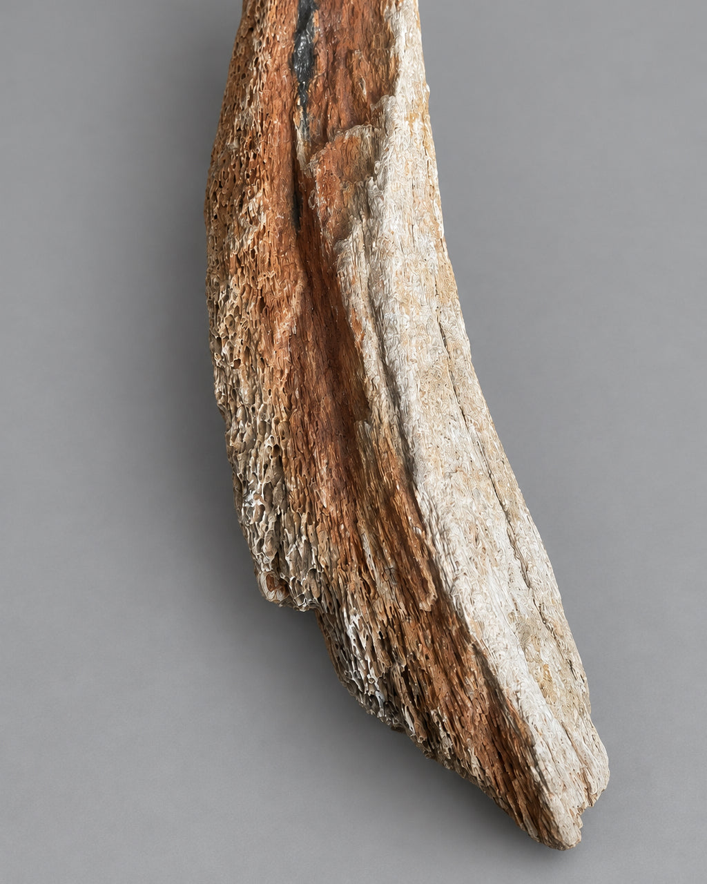 Woolly Mammoth Limb Bone (Humerus) Section - Excavated From Gravel Deposits, Berkshire, England - Late Pleistocene, c. 28,000 BC