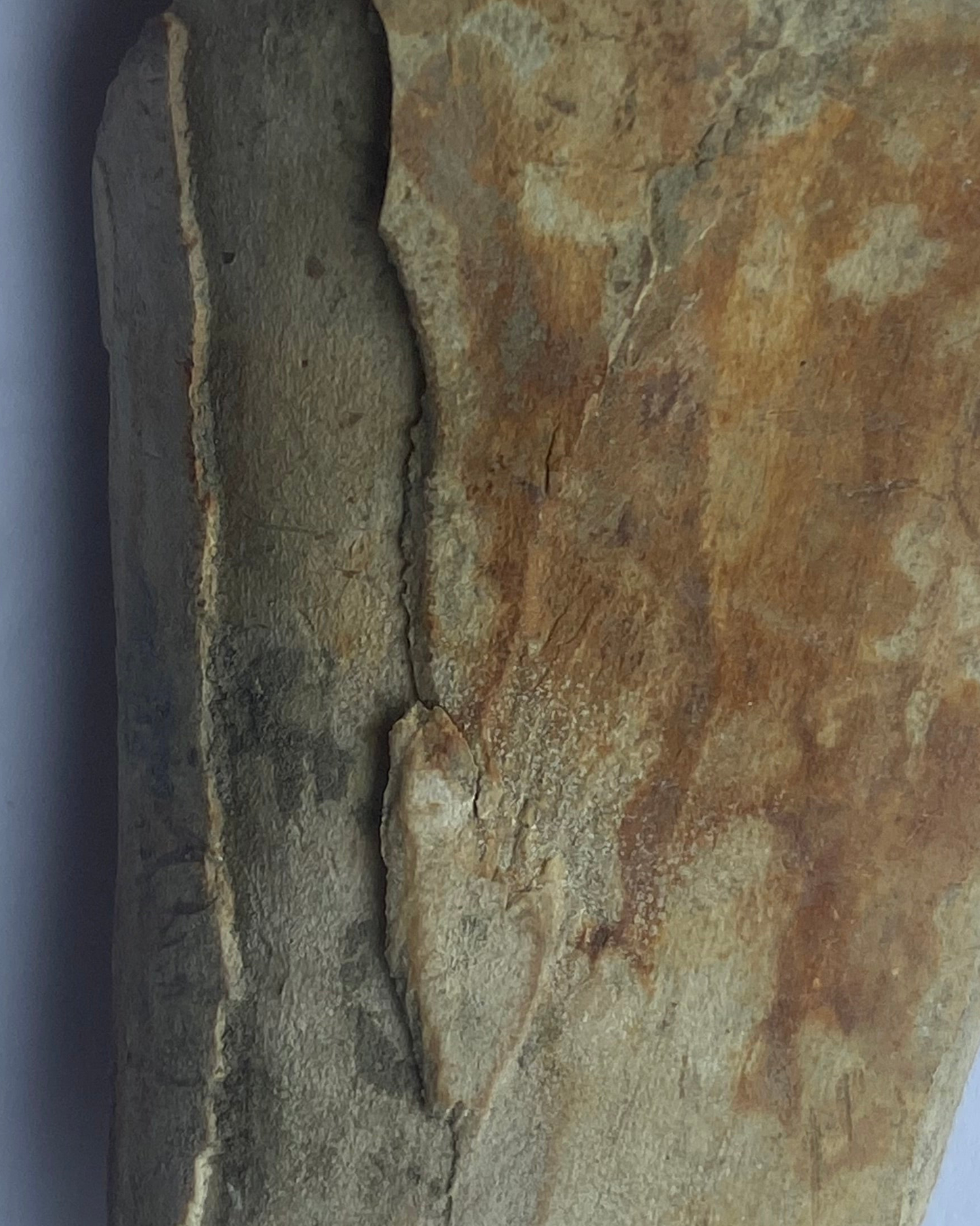 Woolly Mammoth Tusk Section (Tip), Pleistocene Epoch - Permafrost find - Taimyr, Siberia, Russia