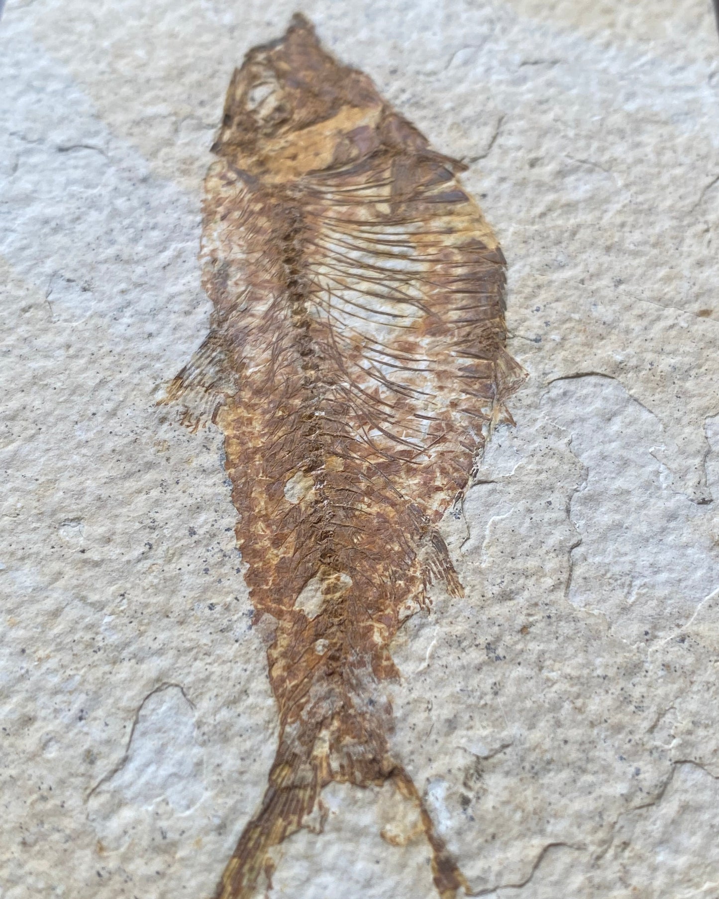 Colourful Knightia Fossil Fish On Matrix, Eocene - Green River Formation, Wyoming, USA