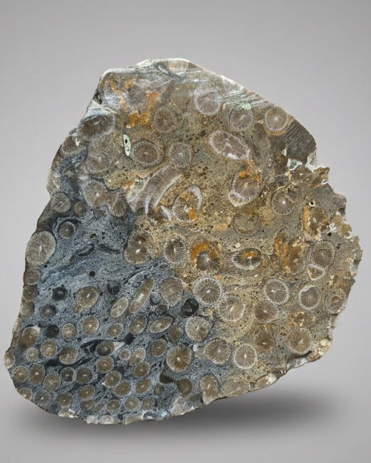 Striking Polished Coral (Lithostrotion sp.) – Visean, Carboniferous, Holderness, Yorkshire, England