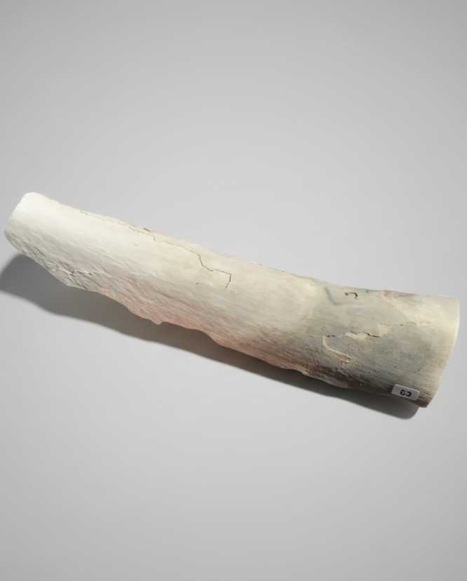 Woolly Mammoth Tusk Section (Large), Pleistocene Epoch - Permafrost find - Taimyr, Siberia, Russia