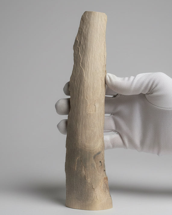 Woolly Mammoth Tusk Section (Large), Pleistocene Epoch - Permafrost find - Taimyr, Siberia, Russia