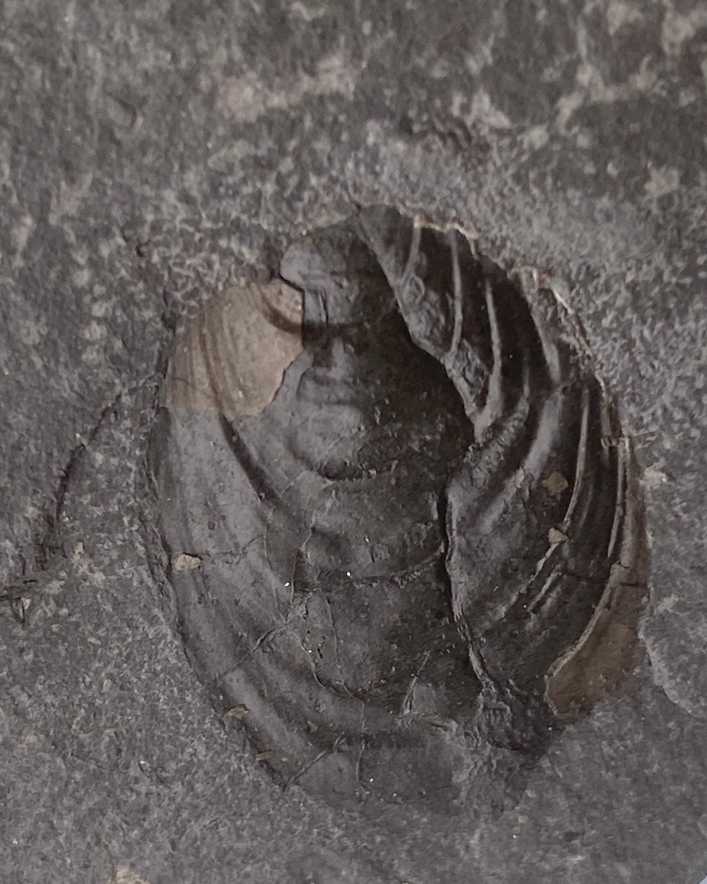 Jurassic Multi Bivalve Slab - Detailed Pseudomytiloides sp. - North Yorkshire Coast, England