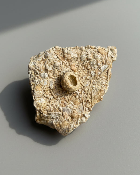 Detailed Echinoid On Matrix (Acrosalenia Hemicidaroides) - Jurassic Period, Neufchâteau, France
