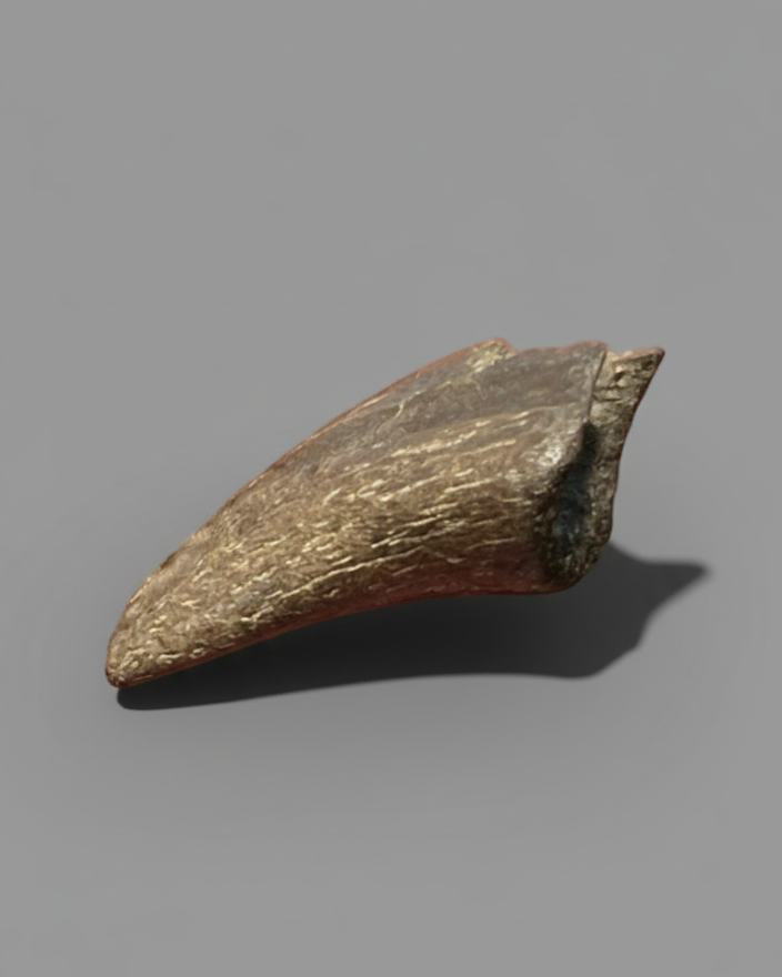 Dromaeosaur RAPTOR Dinosaur Pedal Claw. Cretaceous. Lance Formation, USA