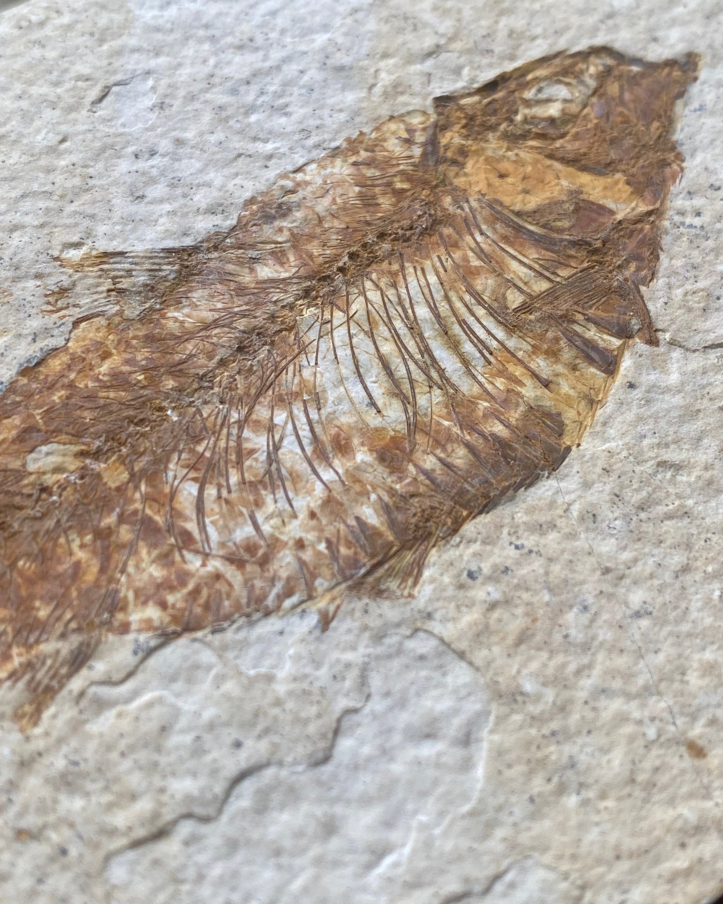 Colourful Knightia Fossil Fish On Matrix, Eocene - Green River Formation, Wyoming, USA