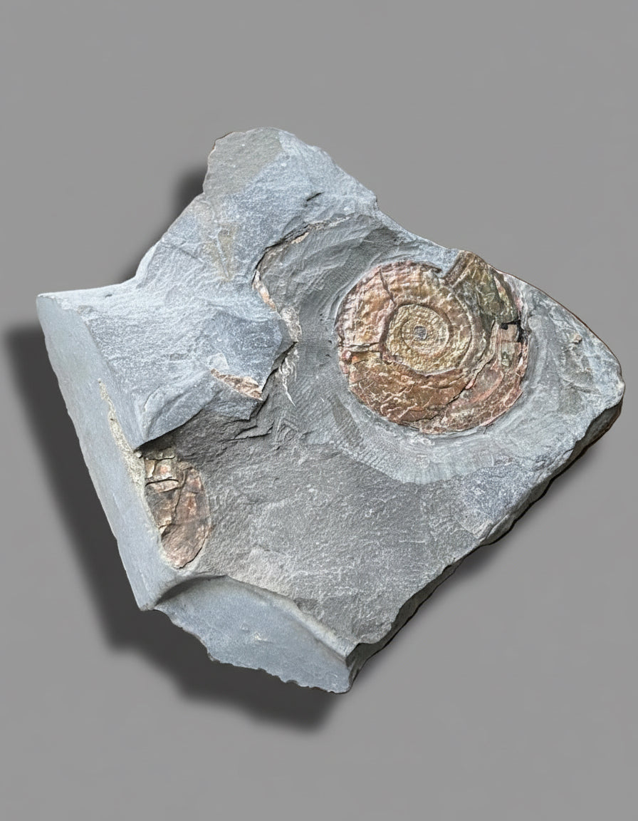 Iridescent Psiloceras Planorbis Ammonite on Matrix. Somerset Jurassic Coast, UK.