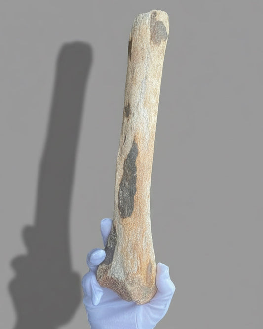 Fossilized Woolly Mammoth (Mammuthus Primigenius) Bone. Pleistocene. Dredged from Brown Bank, North Sea, England.