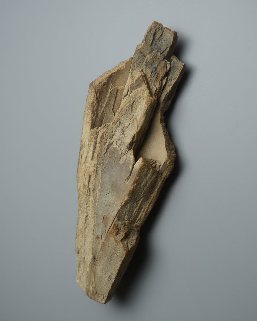 Woolly Mammoth Tusk Section (Tip), Pleistocene Epoch - Permafrost find - Taimyr, Siberia, Russia