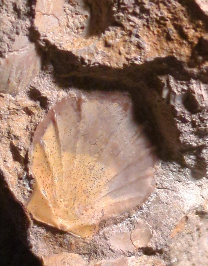 Ludwiga Ammonite with Two Pecten Bivalves on Limestone Matrix, Upper Jurassic, Burton Bradstock, Dorset, UK