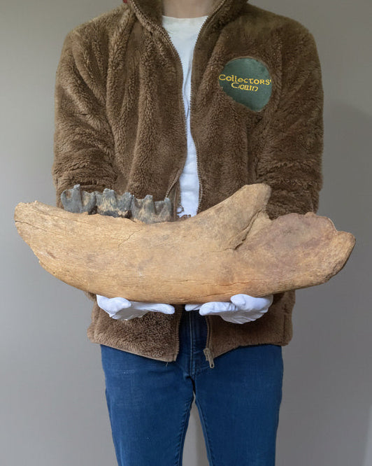 Large Coelodonta Antiquitatis (Woolly Rhinoceros) Lower Jaw with Four Rooted Teeth. Pleistocene, Darmstadt, Germany.