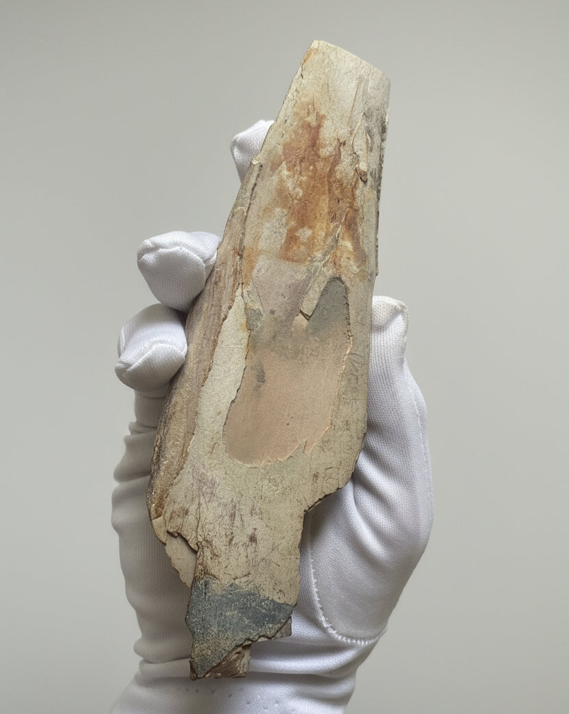 Woolly Mammoth Tusk Section (Tip), Pleistocene Epoch - Permafrost find - Taimyr, Siberia, Russia