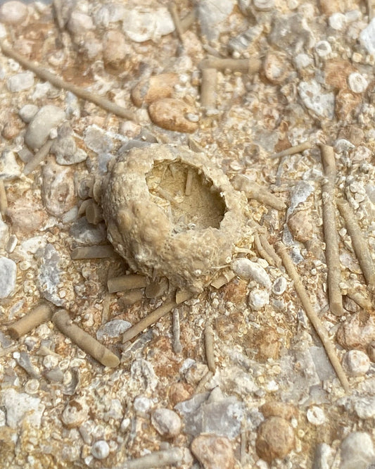 Detailed Echinoid On Matrix (Acrosalenia Hemicidaroides) - Jurassic Period, Neufchâteau, France