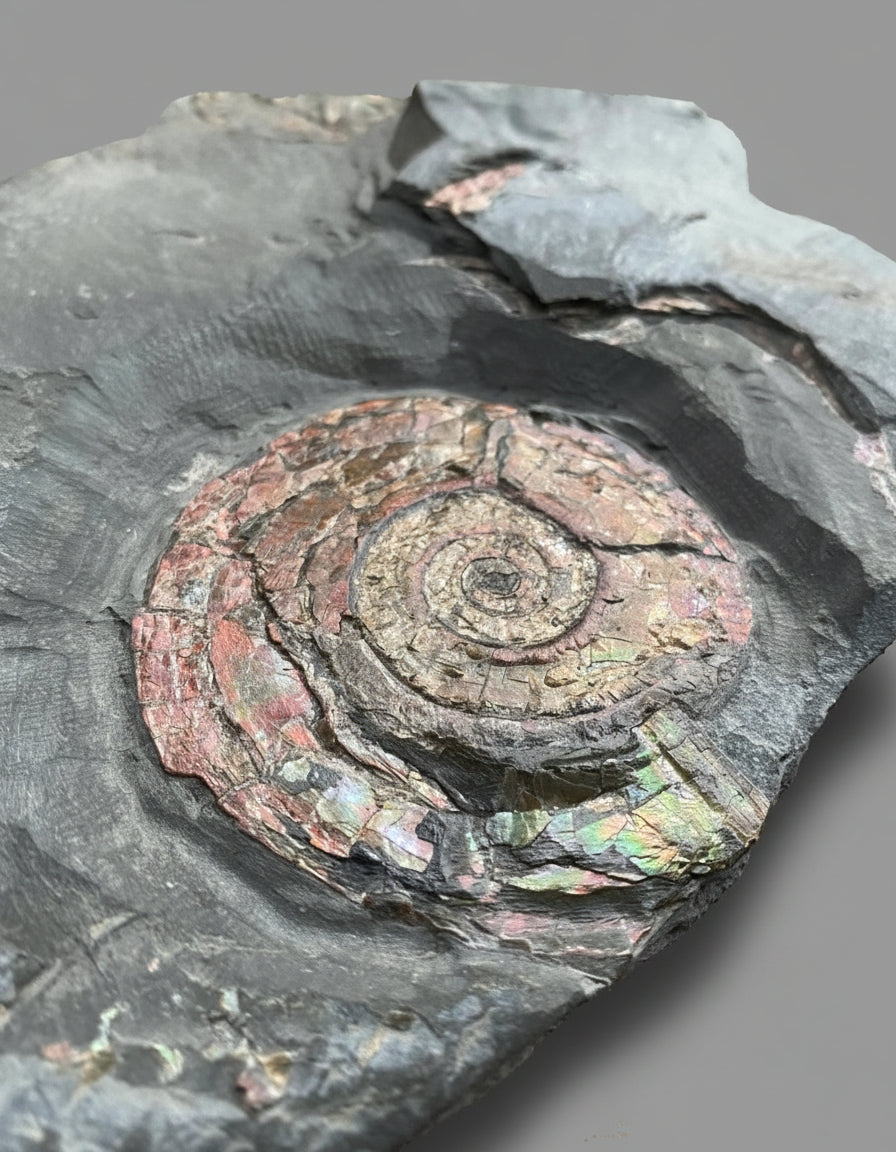 Ammonite fossil on matrix