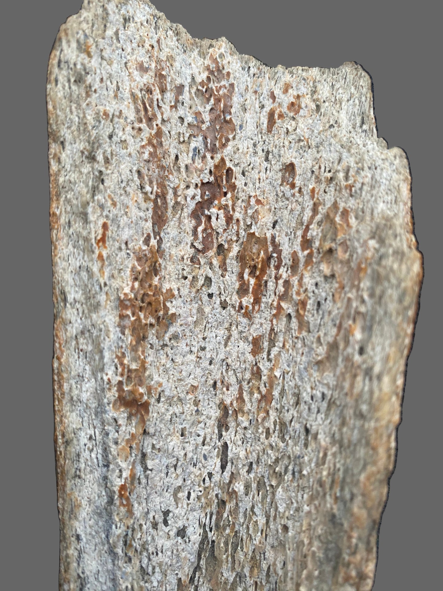 Fossilized Woolly Mammoth (Mammuthus Primigenius) Bone. Pleistocene. Dredged from Brown Bank, North Sea, England.