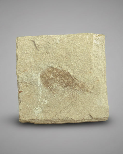 Well-Defined Carpopenaeus Shrimp on Matrix - Upper Cretaceous, Lebanon