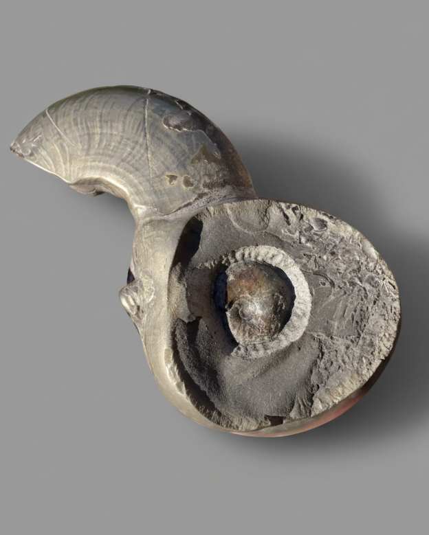 Rare Jurassic ‘Golden Egg’ Pyritised Ammonite Nodule - Encapsulated Eleganticeras + Large Protruding Ammonite Whorl (Split Pair)  - Lower Jurassic, Whitby, Yorkshire Coast, England