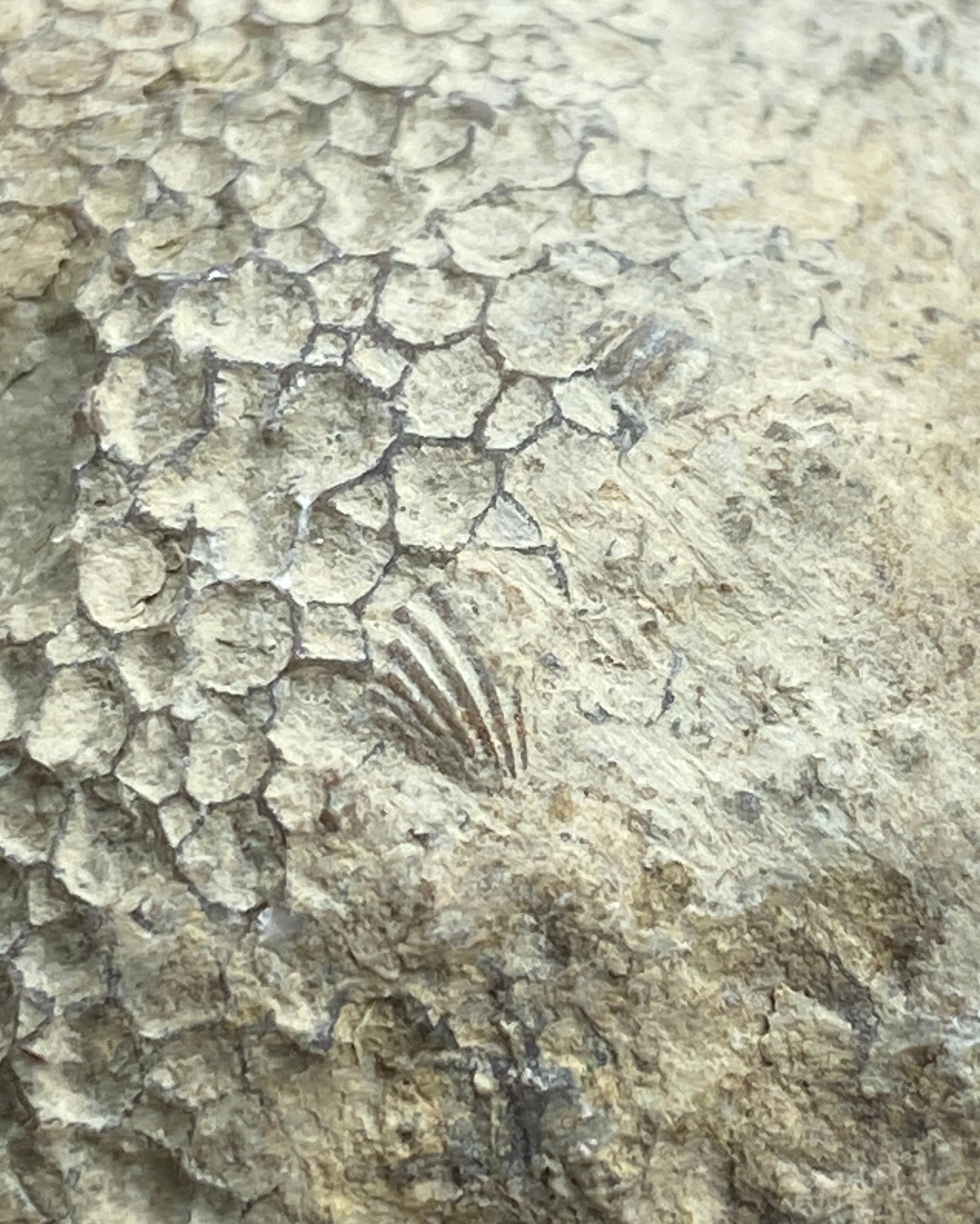 Favosites sp. Coral – Silurian (Wenlock Series), Dudley, England – With Original Label