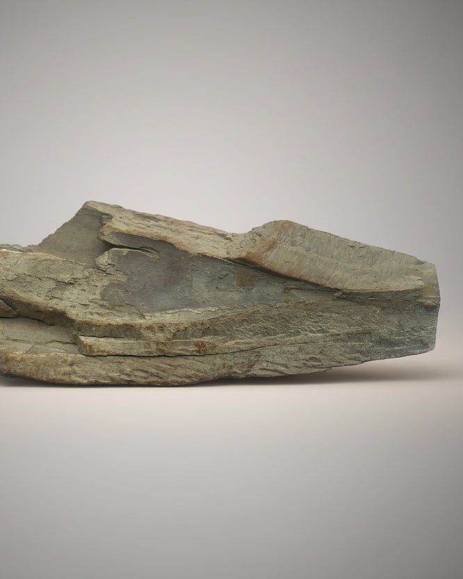 Woolly Mammoth Tusk Section (Tip), Pleistocene Epoch - Permafrost find - Taimyr, Siberia, Russia