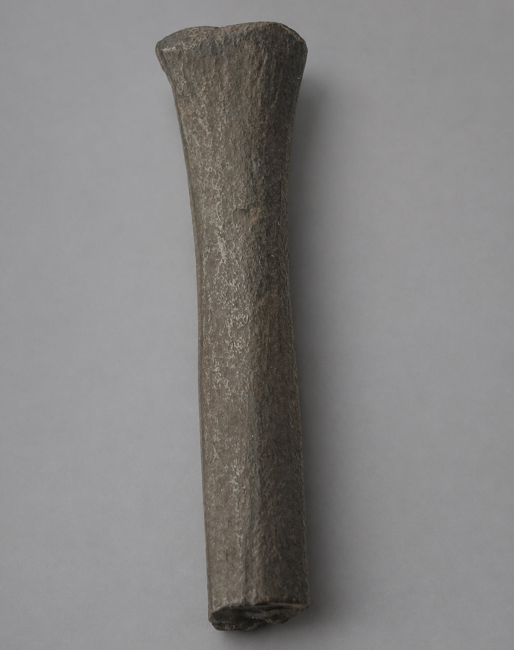 Native American Worked Animal Bone Expanded-Head Pin (Hair Ornament) - Santa Fe River, Florida - Middle Archaic Period, c. 5000-4500 BC