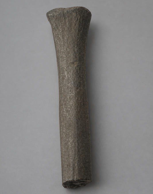 Native American Worked Animal Bone Expanded-Head Pin (Hair Ornament) - Santa Fe River, Florida - Middle Archaic Period, c. 5000-4500 BC