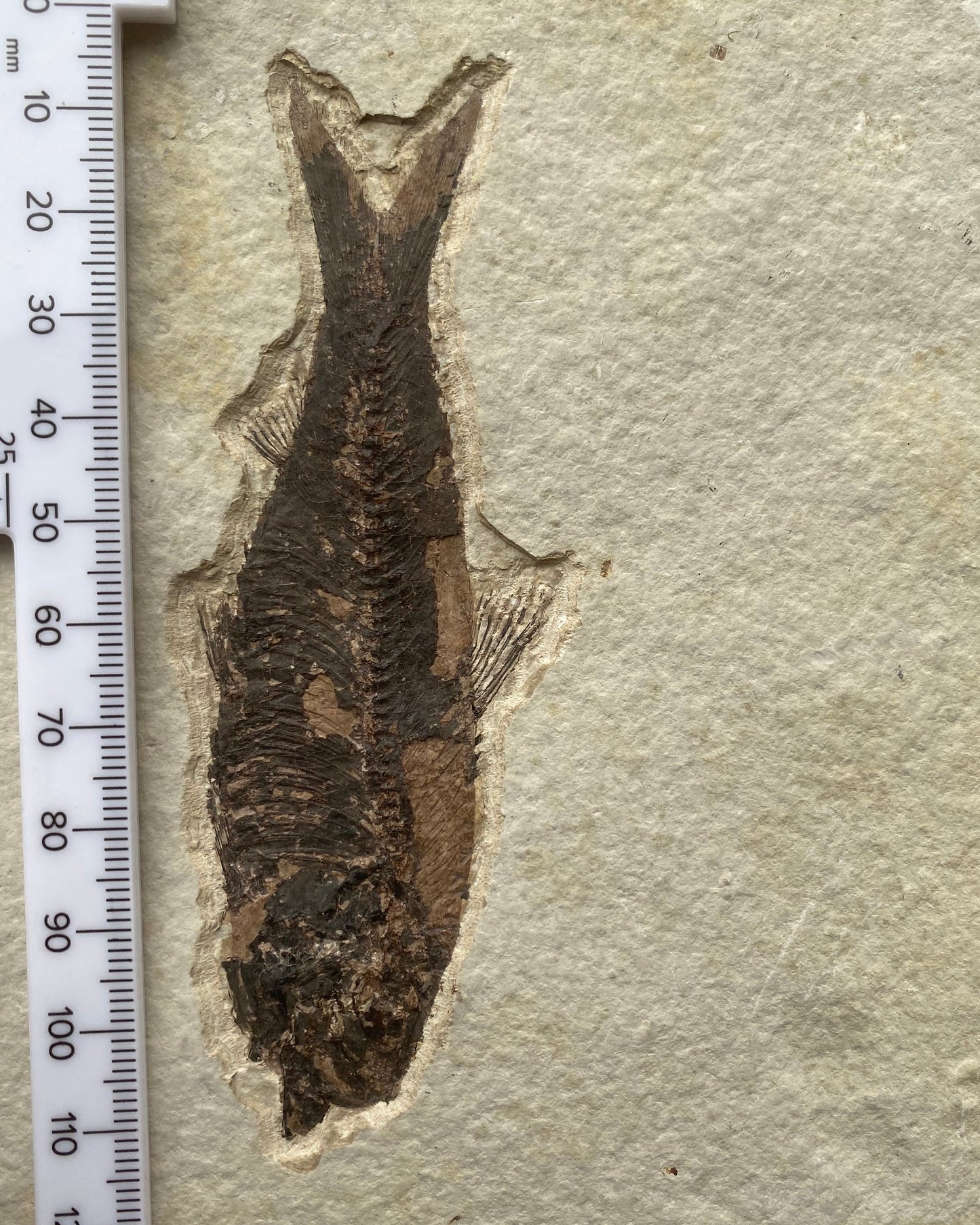 615mm Knightia Eoceana Mortality Slab - Eocene Epoch, Green River Formation, Wyoming, USA