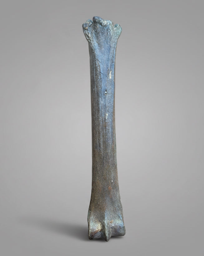 Pleistocene Wild Horse Metatarsal with Ice Age Human Butchery Marks -
Upper Vistula River, Poland, c. 28,000–13,000 BC