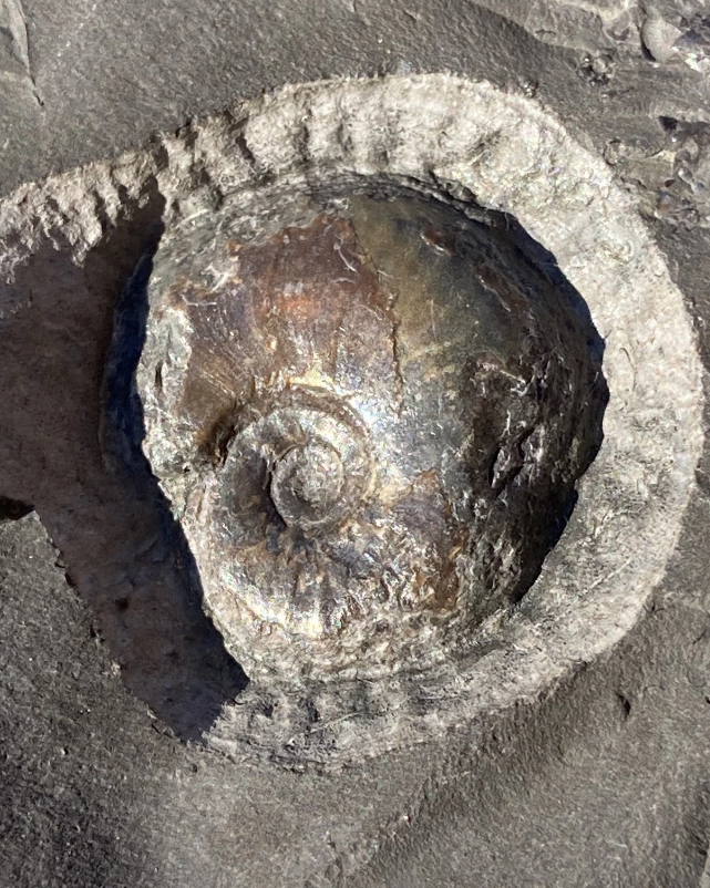 Rare Jurassic ‘Golden Egg’ Pyritised Ammonite Nodule - Encapsulated Eleganticeras + Large Protruding Ammonite Whorl (Split Pair)  - Lower Jurassic, Whitby, Yorkshire Coast, England