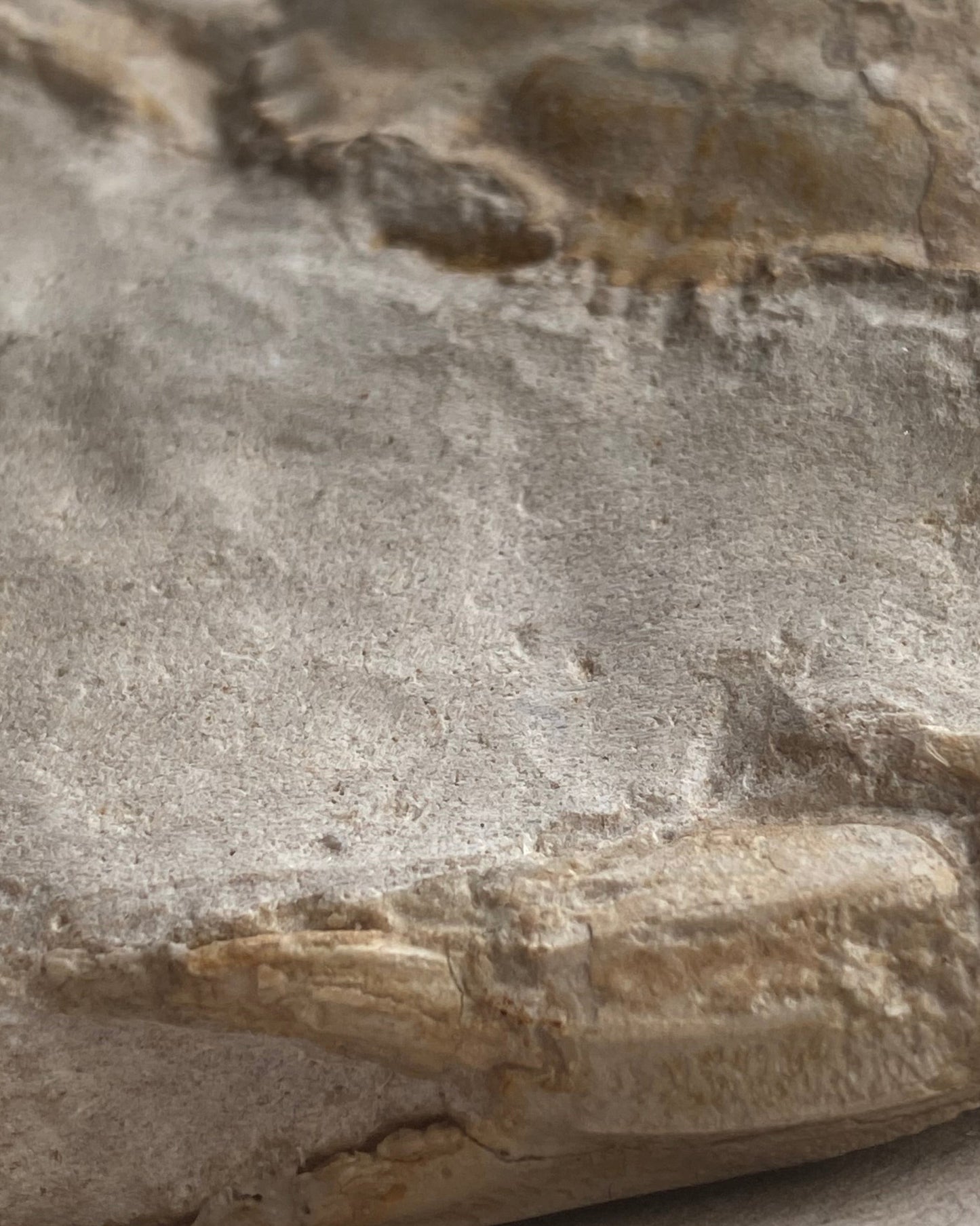Highly Detailed Crab Fossil (Neptunus monspeliensis) - Pliocene, Sardinia