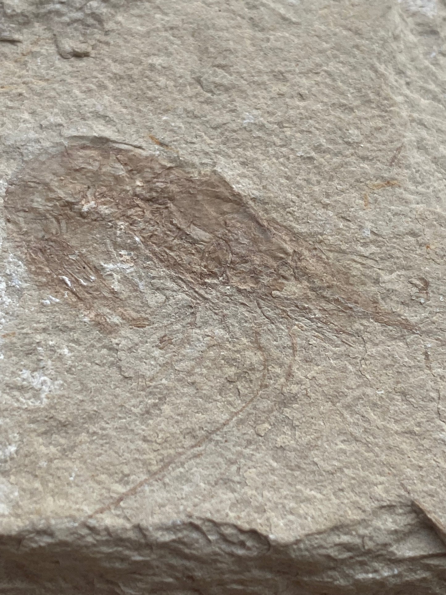 Well-Defined Carpopenaeus Shrimp on Matrix - Upper Cretaceous, Lebanon