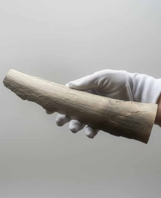 Woolly Mammoth Tusk Section (Large), Pleistocene Epoch - Permafrost find - Taimyr, Siberia, Russia