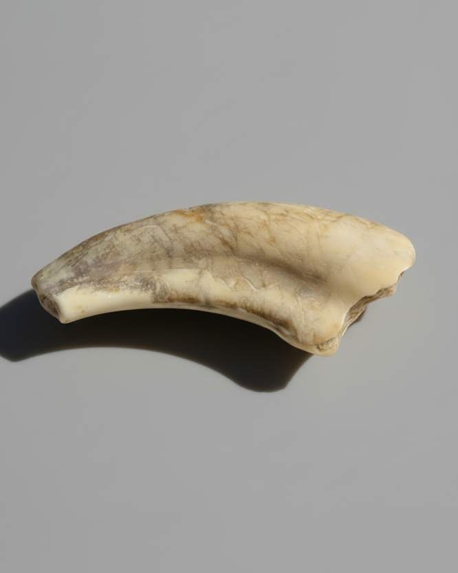 Rare cf. Ornithocheirid Pterosaur Claw, Early Cretaceous - Erlhaz Fm, Gadoufaoua, Niger