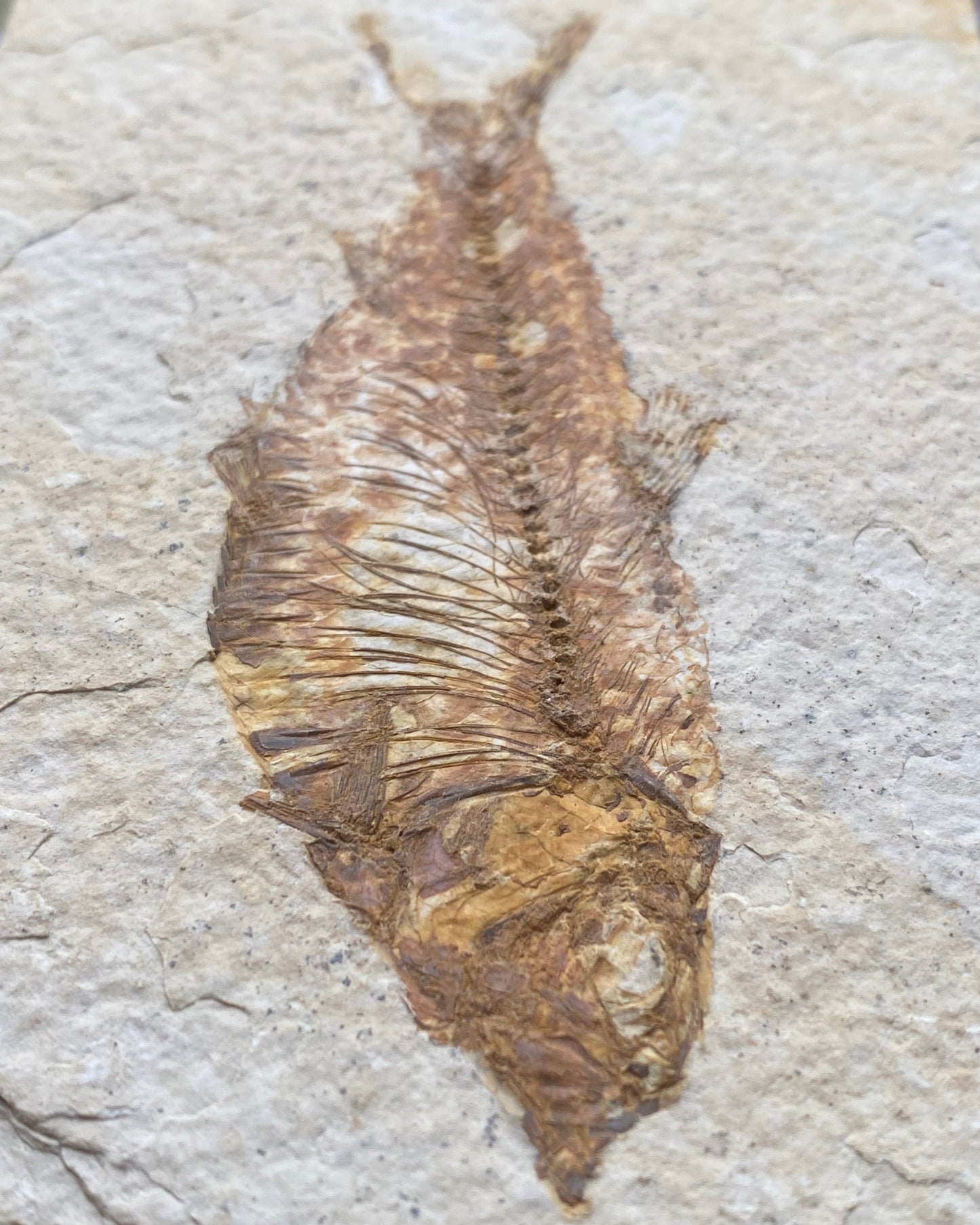 Colourful Knightia Fossil Fish On Matrix, Eocene - Green River Formation, Wyoming, USA