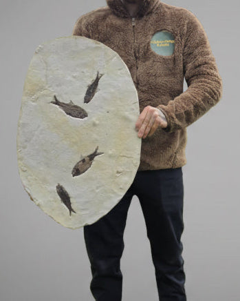 615mm Knightia Eoceana Mortality Slab - Eocene Epoch, Green River Formation, Wyoming, USA