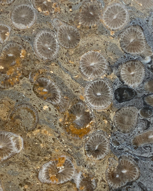 Striking Polished Coral (Lithostrotion sp.) – Visean, Carboniferous, Holderness, Yorkshire, England