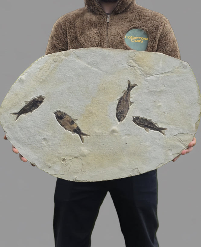 615mm Knightia Eoceana Mortality Slab - Eocene Epoch, Green River Formation, Wyoming, USA