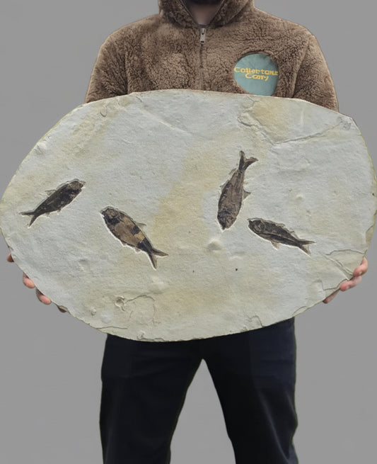 615mm Knightia Eoceana Mortality Slab - Eocene Epoch, Green River Formation, Wyoming, USA