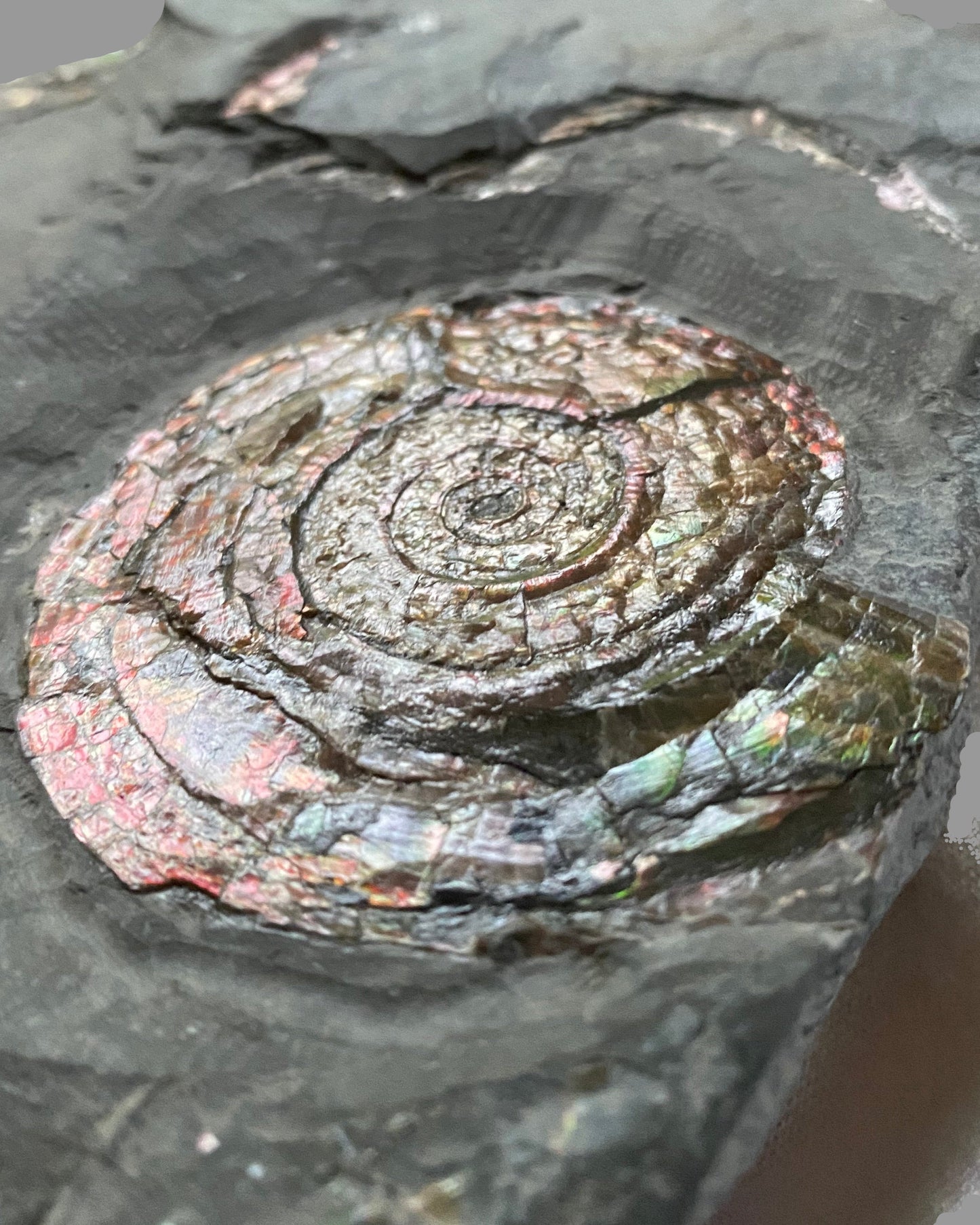 Iridescent Psiloceras Planorbis Ammonite on Matrix. Somerset Jurassic Coast, UK.