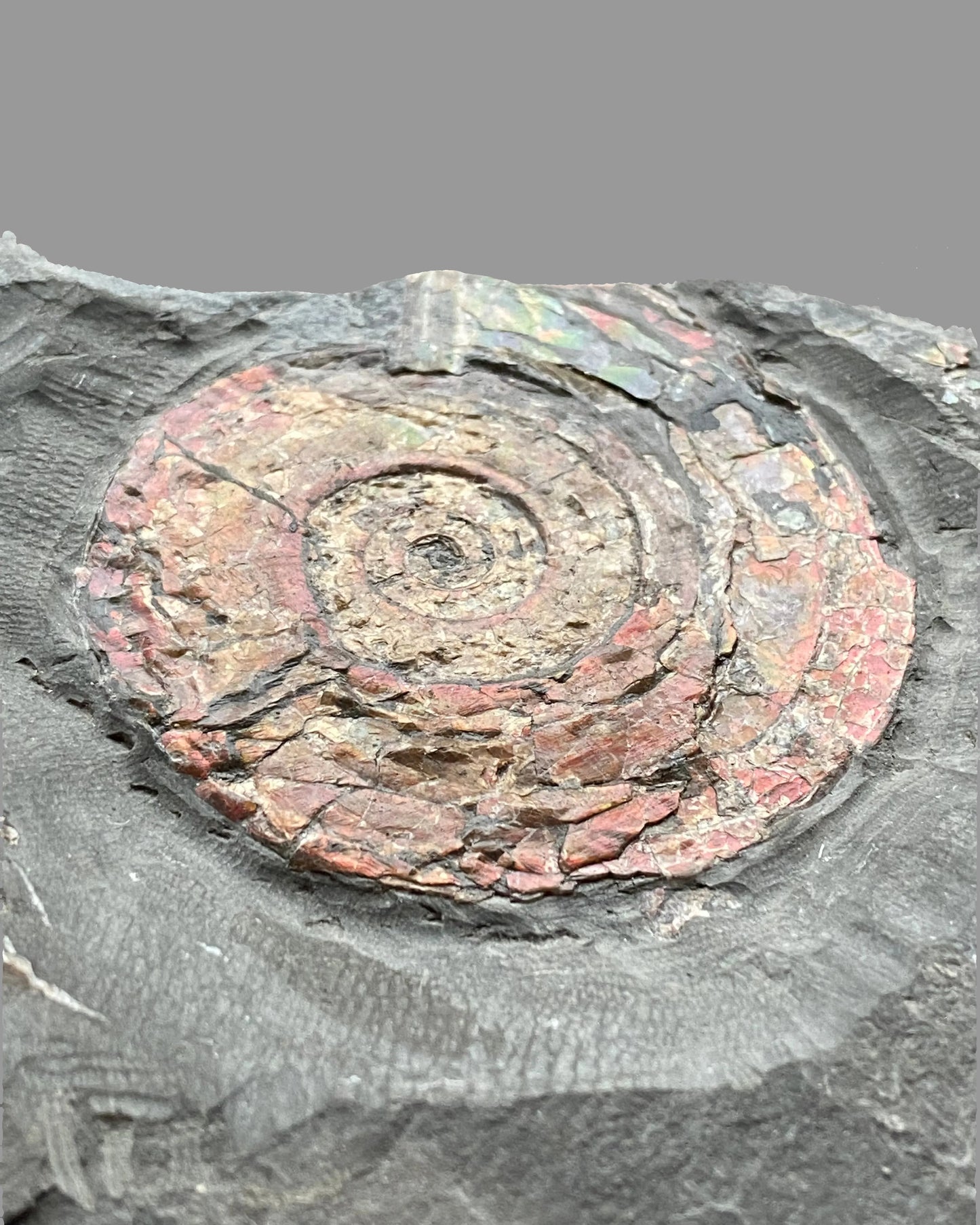 Iridescent Psiloceras Planorbis Ammonite on Matrix. Somerset Jurassic Coast, UK.