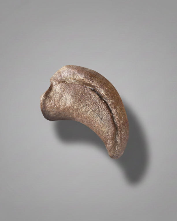 Sauropod Dinosaur Pedal Claw. Jurassic. Isalo III Formation, Madagascar